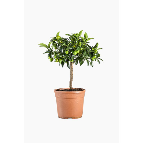 Visuel 1 du produit Kumquat orange. Le pot de 5 litres, forme quart de tige