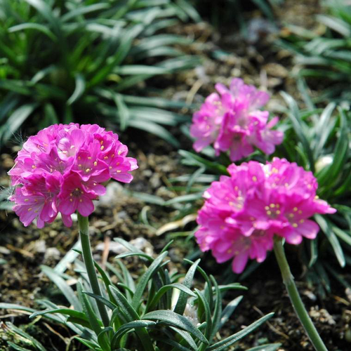 Visuel 1 du produit Gazon D'Espagne 'Morning Star Deep Rose' - Le pot de 2 litres