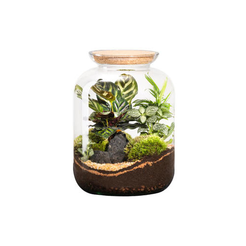 Visuel 1 du produit Terrarium autonome botanic® Bonbonne Classic Mix - Taille S Ø 23 cm H 51 cm