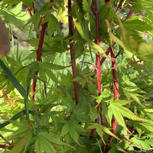 Visuel 1 du produit Érable du Japon Sangokaku Senkaki vert. Le pot de 5 litres