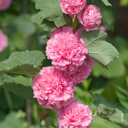 Visuel 1 du produit Rose Trémière double Rose - Le pot de 1 litre