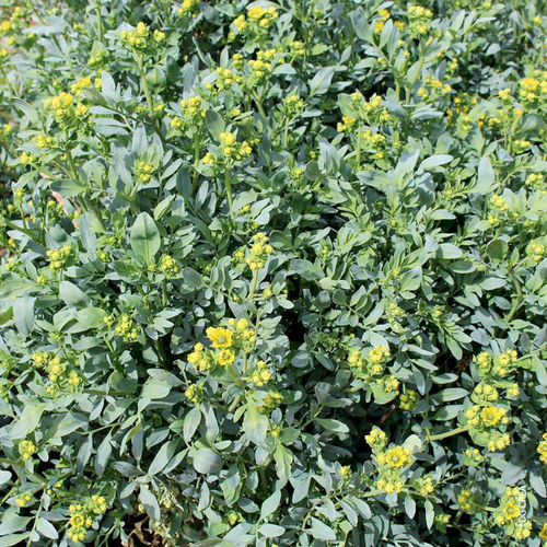 Visuel 1 du produit Rue Bio. Le pot de 1 litre