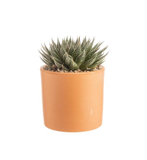 Visuel 1 du produit Aloe aristata botanic®. Le pot en terre cuite de Ø 14 cm