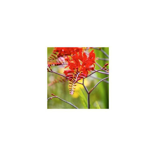 Visuel 1 du produit Crocosmia - Le pot de 3 litres