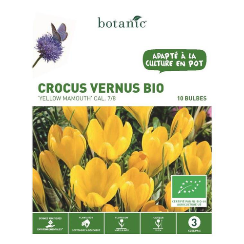 Visuel 1 du produit Crocus Vernus Yellow Mamouth jaune bio botanic® - 10 bulbes