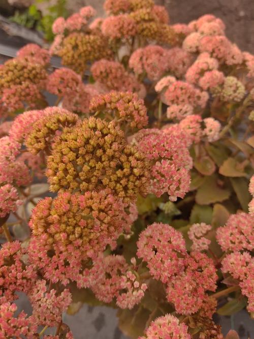 Visuel 1 du produit Sédum ‘Coraljade’ - Le pot de 2 litres