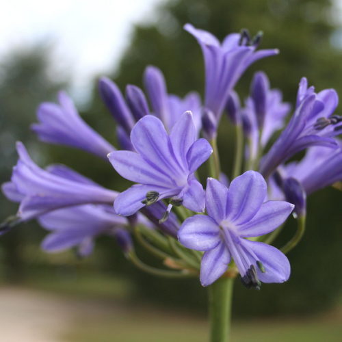 Visuel 1 du produit Agapanthe. Le pot de 4 litres