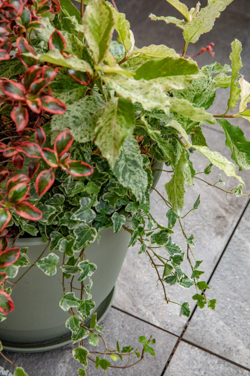 Visuel 4 du produit Soucoupe vert kaki pour pot Poetic Joy 60 - Ø 45,6 cm