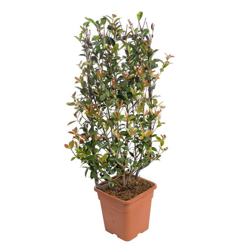 Visuel 1 du produit Photinia Fraseri Red Robin palissé en pot de 18 L rouge