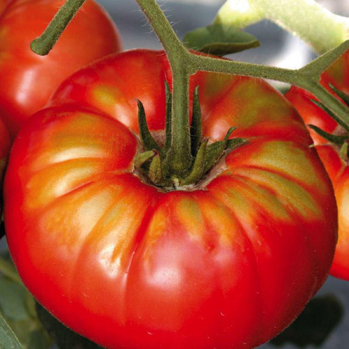 Visuel 1 du produit Tomate Ronde Buffalo Steak bio. La barquette de 3 plants