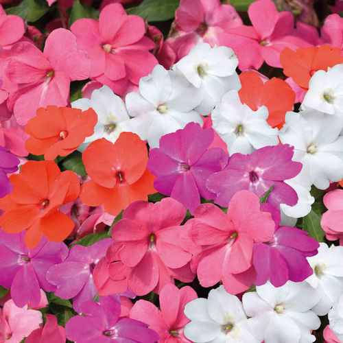 Visuel 1 du produit Impatiens de nouvelle guinee - La barquette de 4 plants