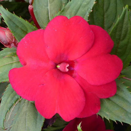 Visuel 1 du produit Impatiens Nouvelle Guinee - La suspension