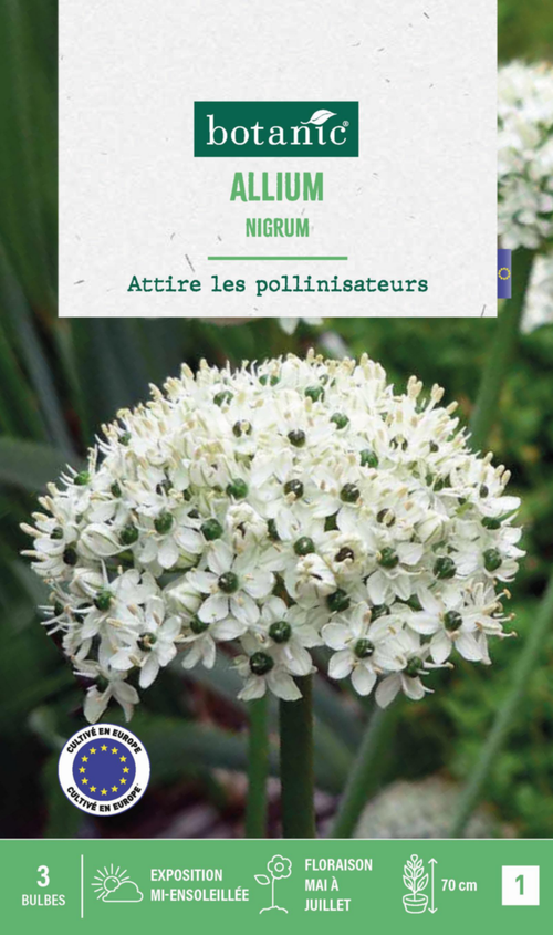 Visuel 1 du produit Allium Nigrum en mélange botanic® - 3 bulbes