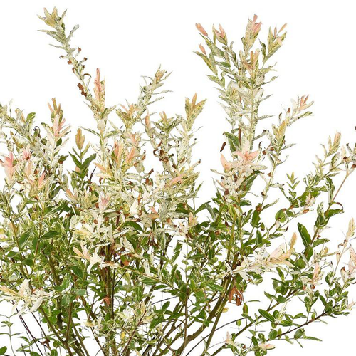 Visuel 1 du produit Saule Crevette ou Salix integra Hakuro Nishiki. Le pot de 10 litres, forme torsade