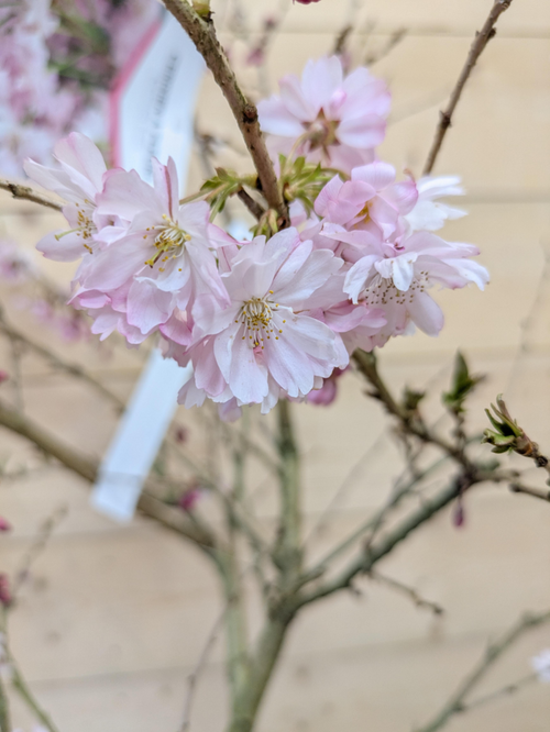 Visuel 1 du produit Cerisier du Japon ‘Autumnalis Rosea’ botanic® rose. Le pot de 10 litres