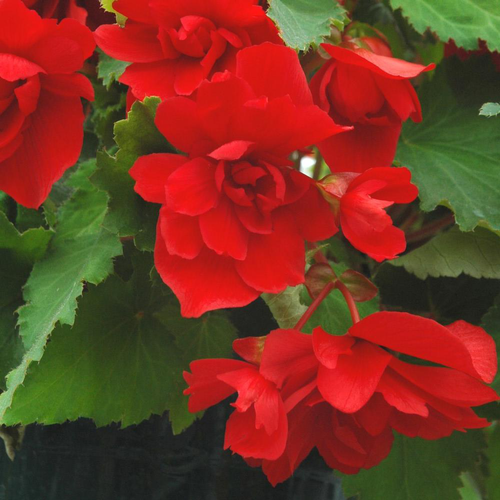 Visuel 1 du produit Begonia Tubereux Pendula. Le pot de 10,5 cm