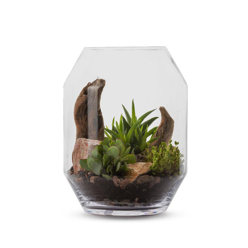 Visuel 1 du produit Terrarium Barnwell Succulente en verre transparent Naturalys taille L - Ø 25 x 33 cm