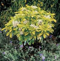 Visuel 2 du produit Oranger du Mexique - Le pot de 10.5 cm