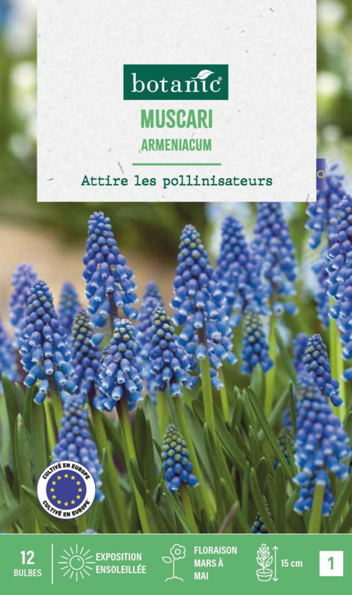 Visuel 1 du produit Muscari armeniacum botanic® - 12 bulbes