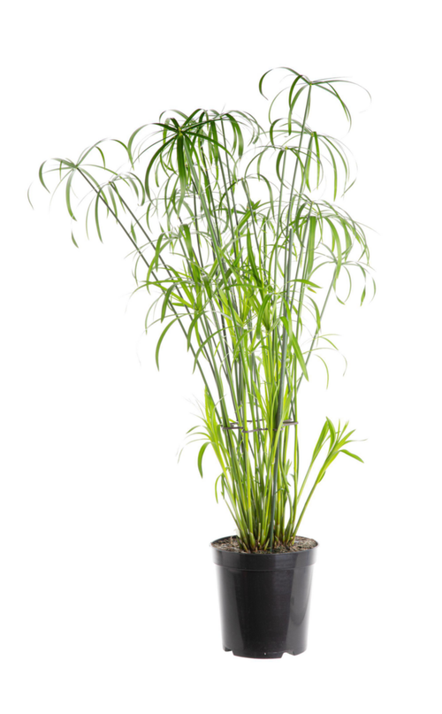 Visuel 1 du produit Papyrus vert. Le pot Ø 21 cm