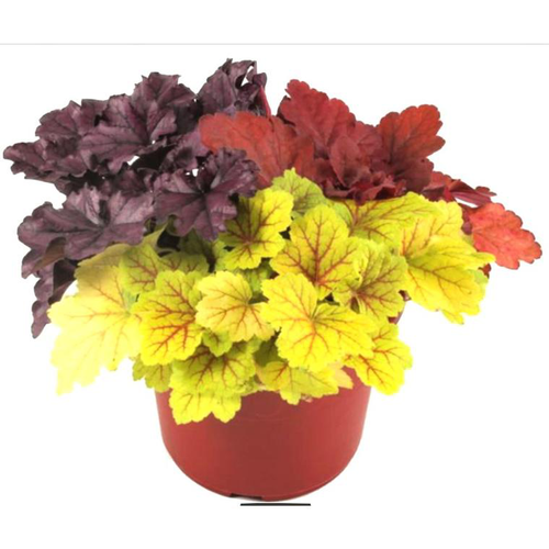 Visuel 1 du produit Heuchere Trio - Le pot de 4 litres