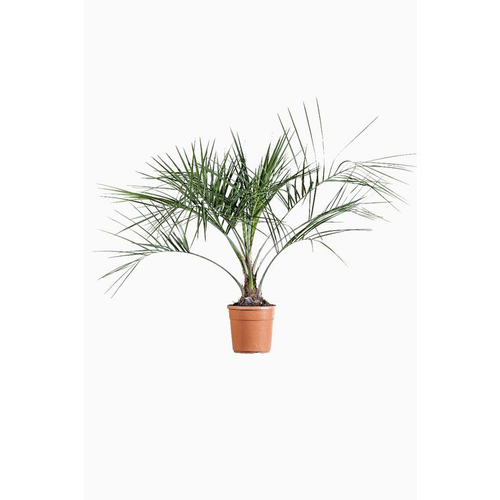 Visuel 1 du produit Butia Capitata (Cocotier du Brésil) 60/80 en pot de 9 L vert