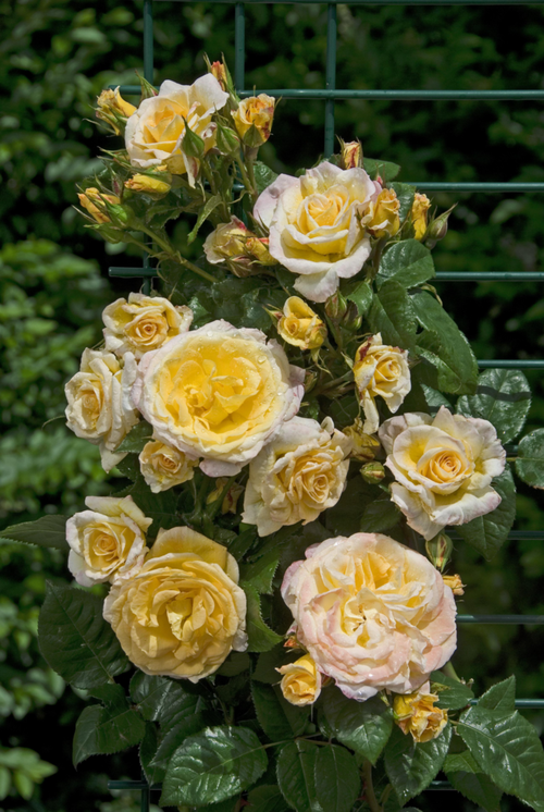 Visuel 2 du produit Rosier Grimpant Johan Jongking® 'Chewalbygold' - Le pot de 7,5 litres