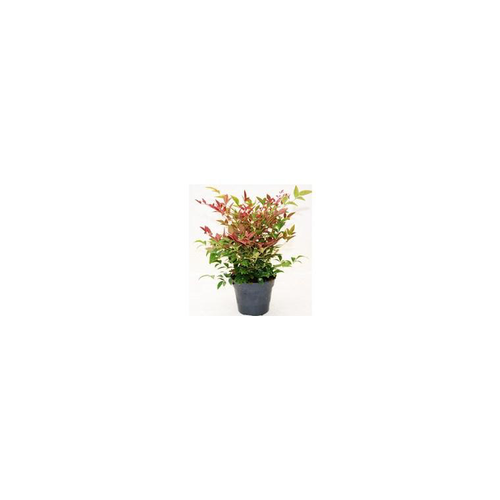 Visuel 1 du produit Nandina - Le pot de 13 cm