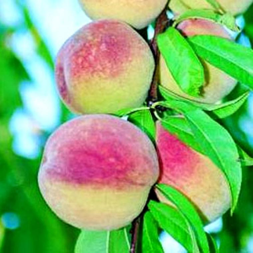 Visuel 1 du produit Pecher De Vigne. Le pot de 10 litres forme gobelet