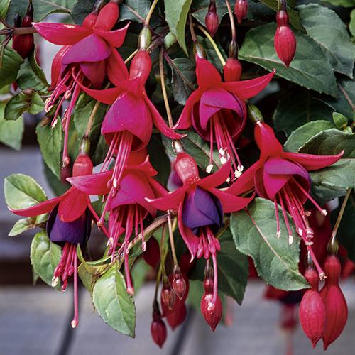 Visuel 1 du produit Fuchsia Mrs Popple botanic® rose. Le pot de 3 L