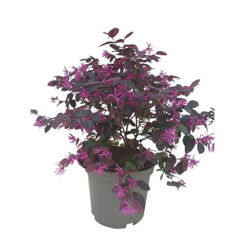 Visuel 1 du produit Loropetalum en pot de 5 litres