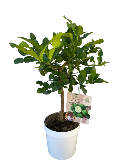 Visuel 1 du produit Combava coloris vert - 5 L