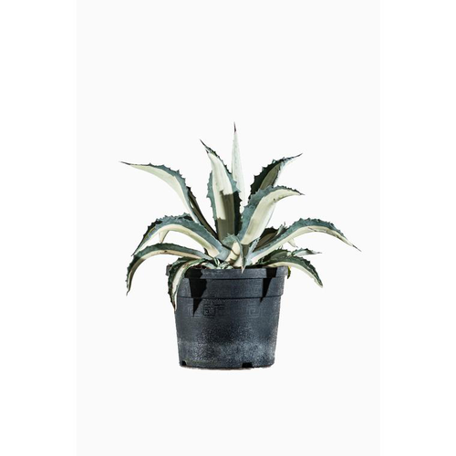 Visuel 1 du produit Agave Mediopicta en pot de 5 L jaune