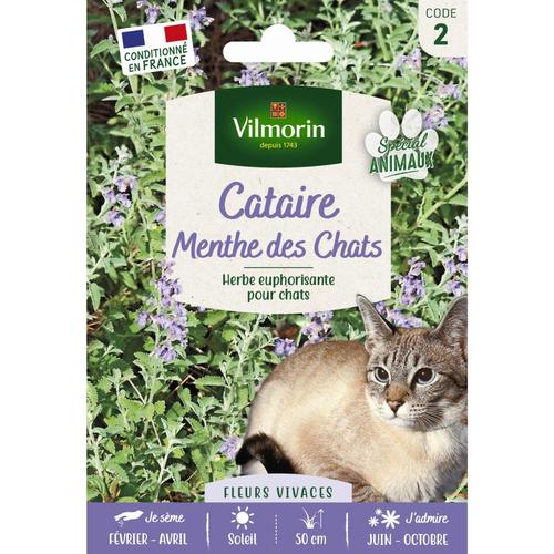 Visuel 1 du produit Cataire spéciale pour animaux Menthe des Chats Vilmorin - graines à semer