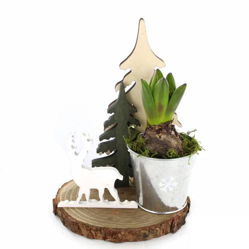 Visuel 1 du produit Jacinthe en pot déco de 17 cm