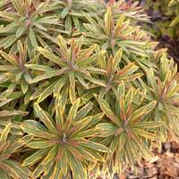 Visuel 1 du produit Euphorbia Ascot Rainbow - Le pot de 3 litres