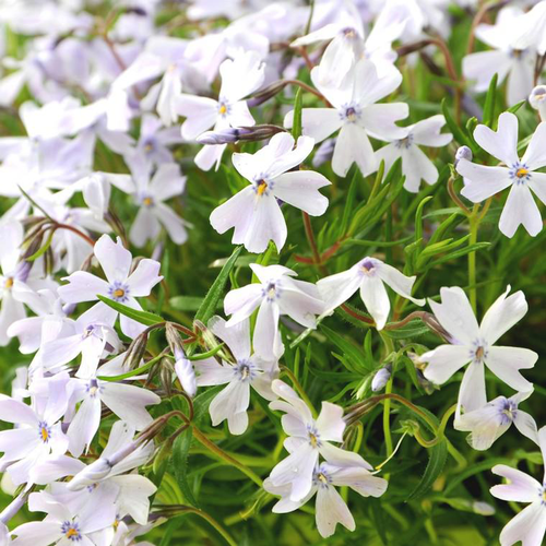 Visuel 1 du produit Phlox nain amazing grace blanc en pot de 2 L