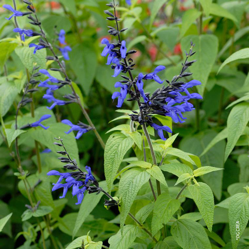 Visuel 1 du produit Sauge des Guaranis 'Black And Blue' - Le pot de 2 litres