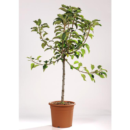 Visuel 1 du produit Pommier Nain Croquella® Delgrana. Le pot de 7 litres