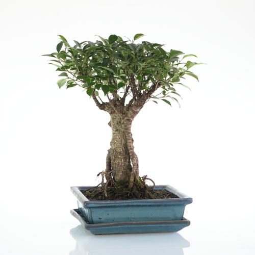 Visuel 1 du produit Bonsaï Ficus Retusa botanic® taille 5,5. Le pot