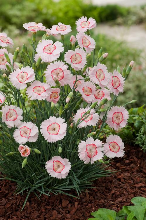 Visuel 1 du produit Œillet mignardise TEQUILA SUNRISE - Le pot de 2 litres