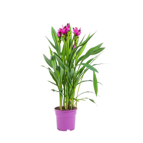 Visuel 1 du produit Curcuma Siam Scarlet – Pot rose 17 cm
