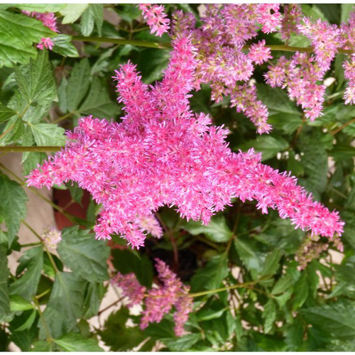 Visuel 1 du produit Astilbe à fleurs multicolores - Le pot de 1,5 litre
