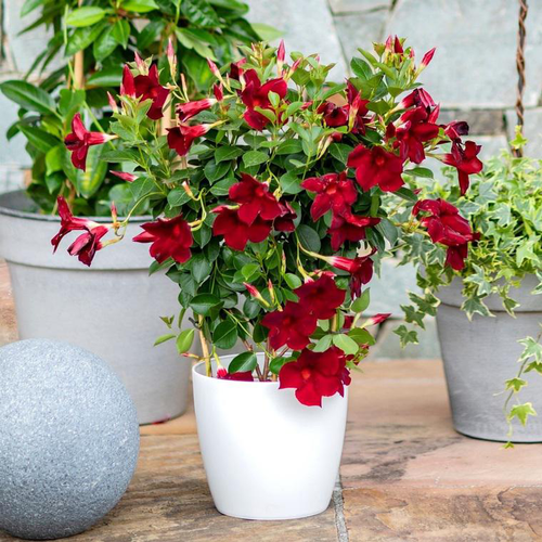 Visuel 1 du produit Dipladénia palissé ou Mandevilla à fleurs multicolores - Le pot Ø 14 cm