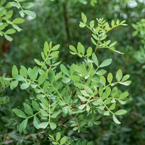 Visuel 1 du produit Lentisque pistachier vert. Le pot de 7L