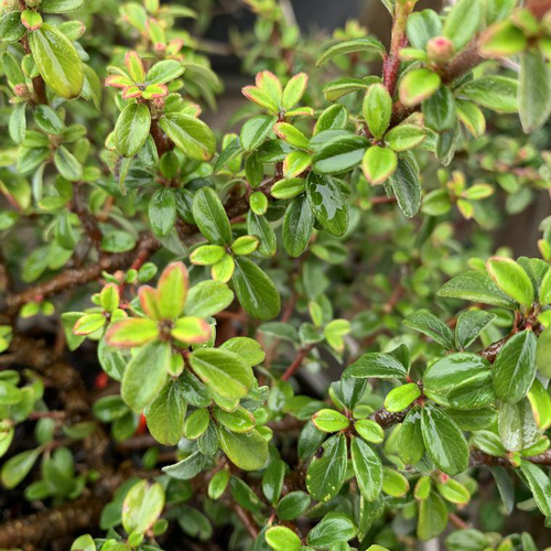 Visuel 1 du produit Cotonéaster Horizontalis vert. Le pot de 3 litres