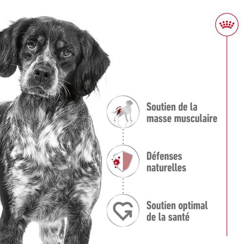 Visuel 2 du produit Croquette pour chien adulte de taille moyenne Royal Canin - 15 kg