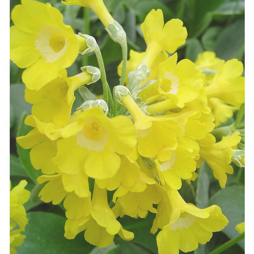 Visuel 1 du produit Primula Officinalis - Le pot de 1 litre