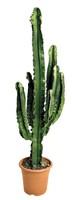 Visuel 1 du produit Euphorbia Erythrea botanic®. Le pot de Ø 25 cm