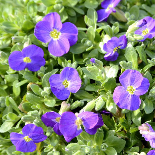 Visuel 1 du produit Aubriète glacier bleue en pot de 2 L